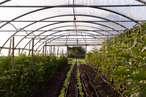 Market Gardening, Landwirtschaft, Marktgärtnerei, Bauerngarten, Nachhaltigkeit, ökologischer Anbau, Bio, biologische Landwirtschaft